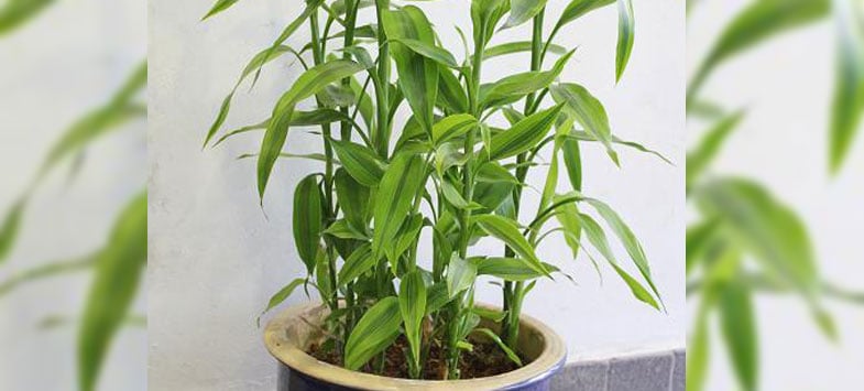 bamboo pot plant