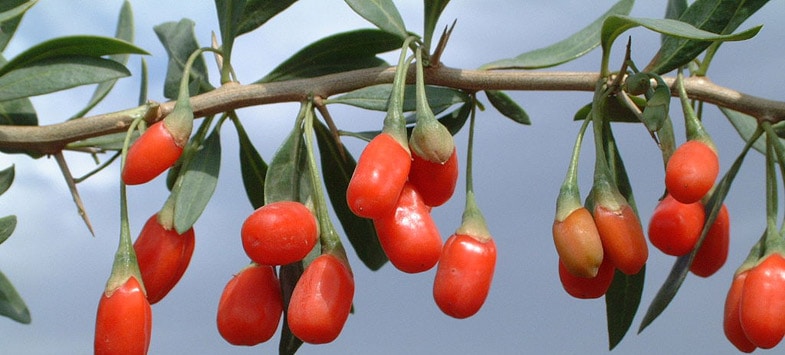 goji berries chinese wolfberries