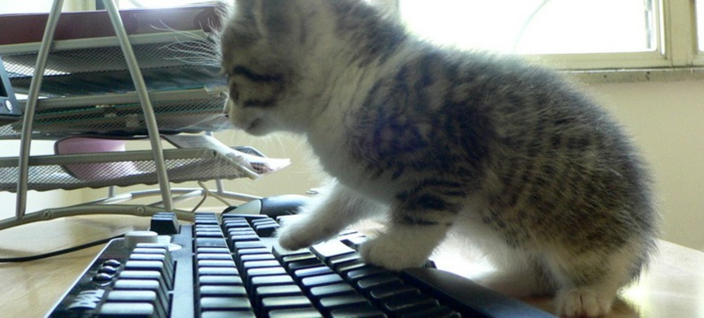 Keyboard Kitten