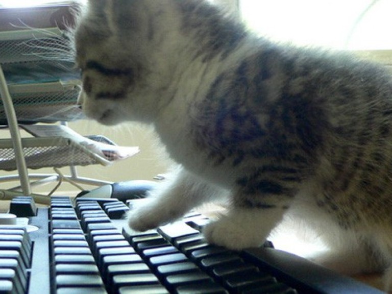 Keyboard Kitten